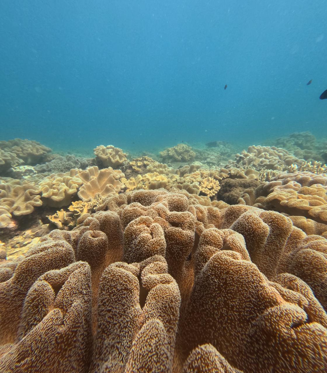 Diving adventure scene 5